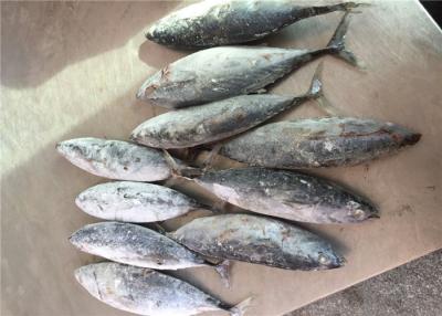 China 200g 300g Purse Seine Catch Freezing Bonito Tuna For Bait for sale