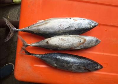 Китай Оптовые замороженные рыбы пеламиды продается