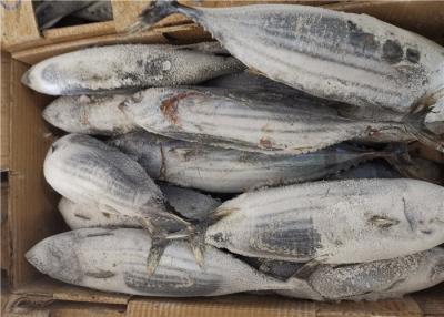 Chine Thon de bonites congelé entier du rond 3.4kg de Pelamis de Katsuwonus à vendre
