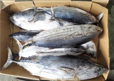 China Whole Round Frozen Skipjack Tuna for sale