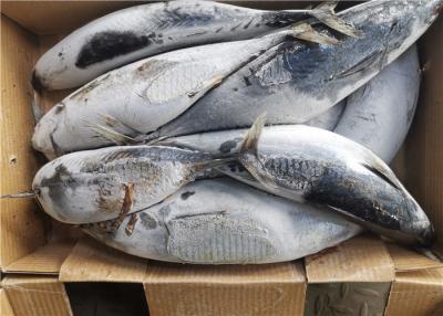 China atum de Skipjack congelado 1.8kg à venda