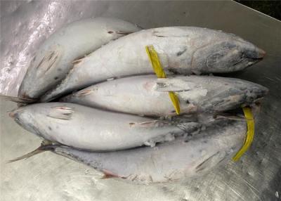 China peixes congelados 700g do bonito à venda