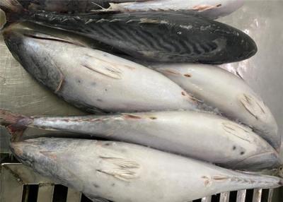 China 600g fresco tres pescados congelados del bonito del punto para conservado en venta