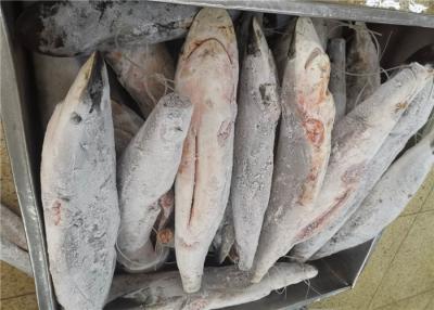 China Delicious Seafrozen Sailfish 15kg 20kg Frozen Marlin for sale
