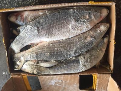 China Gutted Frozen Grey Mullet for sale