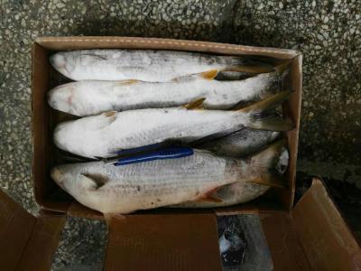 China 500g Frozen Grey Mullet for sale