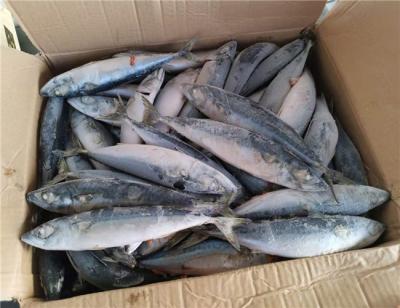 China OEM 200g 300g Block Quick Frozen Pacific Mackerel for sale