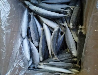 China Bulk Individual Quick Frozen Pacific Round Scad for sale