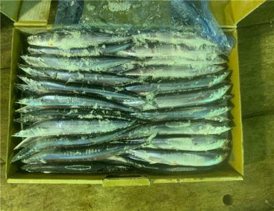 China #3 90g 100g Individual Quick Frozen Pacific Saury for sale