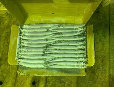 China High Protein Block Quick Frozen #3 Pacific Saury Fish for sale