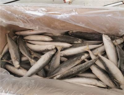 Chine les poissons entiers congelés HACCP de 90g 100g IQF Muroaji ont approuvé à vendre