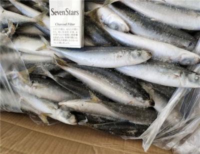 China 100% Net Weight 120g BQF Frozen Whole Sardines for sale