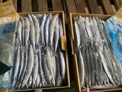 China IFS High Protein #3 BQF Frozen Pacific Saury Fish for sale