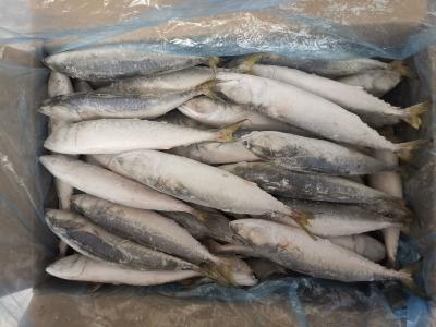 China IQF BQF Whole Round Pacific Mackerel Frozen Fish for sale