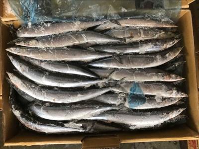 China BRC High Protein BQF Frozen #3 Pacific Saury Fish for sale