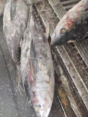 China Tongzhonghe Seafrozen Whole Yellowfin Tuna 20kg up  For Canned for sale