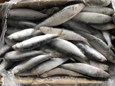 China Supply BQF Freezing Good Size 70-80g Whole Round Fresh Frozen Sardines for sale