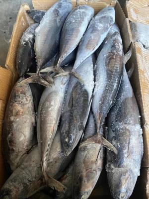 China New Landing Delicious 100g 300g A＋ grade Frozen Bonito Fish for sale for sale