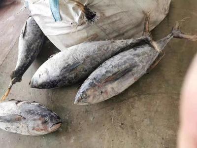 China Whole Round 100% naturel BQF 20kg up Seafrozen Yellowfin Tuna for sale