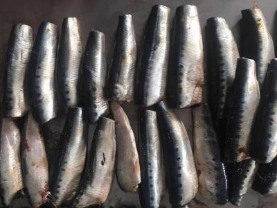 China Natural glaze best selling price HGT Fresh Frozen  Sardines For canning for sale