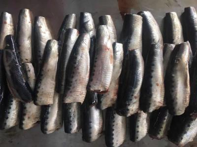 China Natural Glaze HGT Fresh Frozen Sardines For Canning for sale