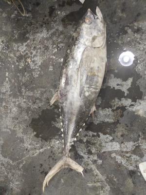 China El 100% IQF natural 20kg encima del atún de trucha salmonada de Seafrozen WR en venta