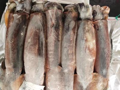 China Círculo inteiro BQF todo o calamar congelado Argentina de Illex da cor do tamanho bom à venda