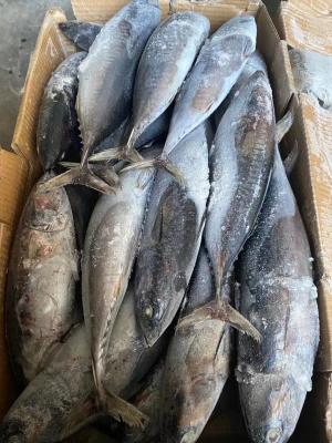 China Canned New Landing Delicious 100g 300g A＋ Grade Frozen Bonito Fish for sale