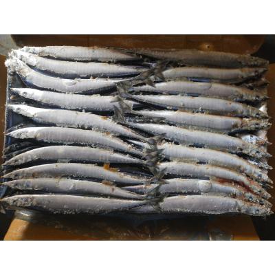 China Pescados pacíficos congelados redondos enteros Cololabis Saira del saurio de la talla #3 BQF en venta
