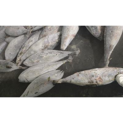 China Sea Frozen Whole Round BQF Size 5kg 10kg Yellowfin Fresh Frozen Tuna Purse Seine for sale