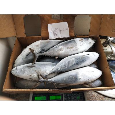 China Frozen Sea Tuna Auxis Thazard Sale New Landing 1kg Up Frozen Bonito Fish for sale