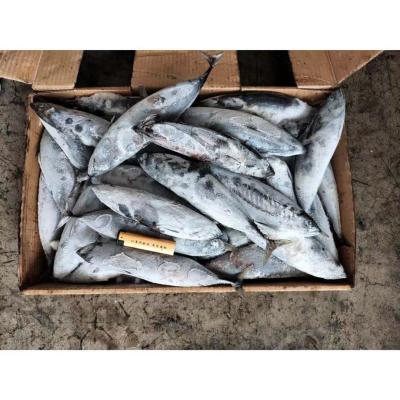 China Peixes congelados do bonito do círculo 300g 500g mar inteiro à venda
