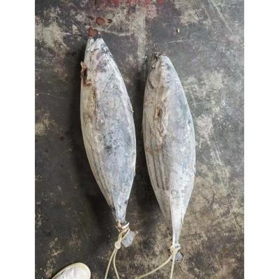 China Purse Seine Catch 4kg Up Frozen Skipjack Whole Round Tuna Fish For Canned Use for sale