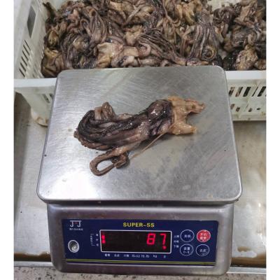 China BQF Frozen Giant Squid Head Squid Tentacles NW 60 - 120g for sale