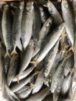 China IFS 100 - 110g BQF Frozen Muroaji Fish For Bait for sale