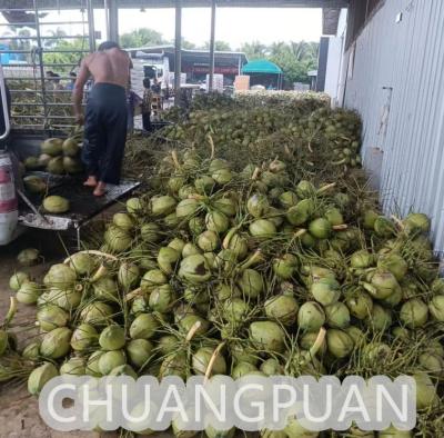 China Customized Coconut Water Making Machine - 18C Production Store Type Coconut Water Processing for sale