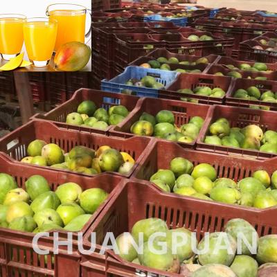 China 20 - 150KW Línea de procesamiento de producción de pasta de mango con material de acero inoxidable en venta