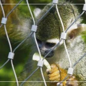 중국 316 동물원 동물용 격리용 스테인레스 스틸 철사망 판매용