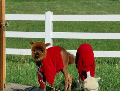 중국 흰색 5피트 x 8피트 4-레일 PVC 말 울타리 친환경 비닐 판매용