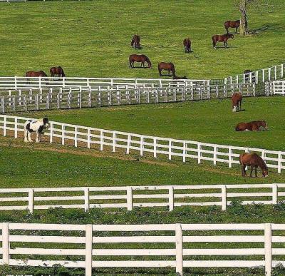 China Anti beklim Gelaste Draad Mesh Fence No Rot 4 Sporenpost en Spoor Wit Pvc voor Paardlandbouwbedrijf Te koop