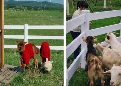 Cina 1.2m Recinzione per cavalli in PVC bianco a 3 traverse per impieghi gravosi in vendita