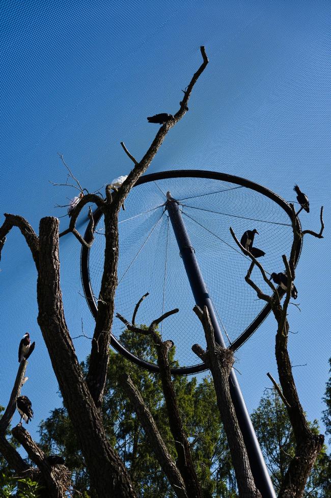 Large scale stainless steel cable mesh application