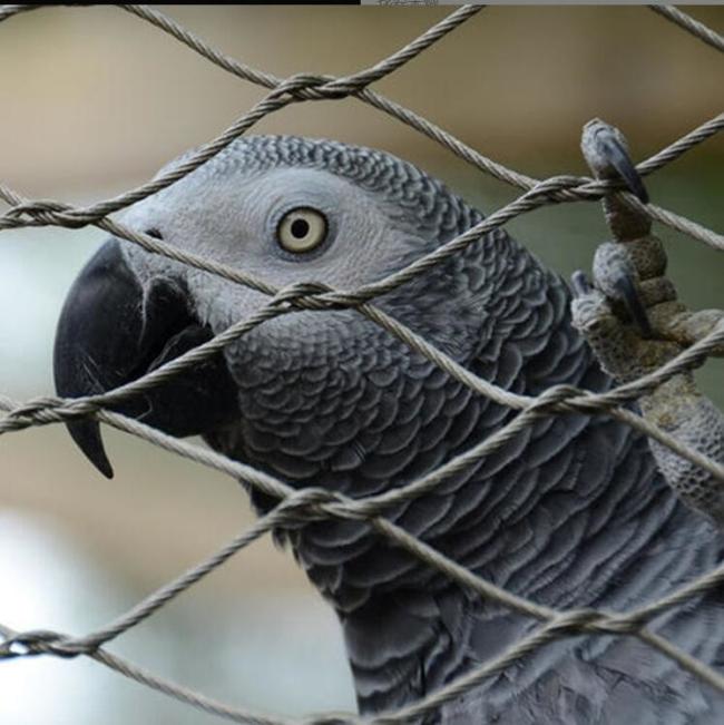 Detailed view of stainless steel cable mesh connections
