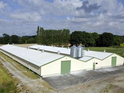 China Pollo y granja avícola del taller de la producción de Warehouse de la estructura de acero de XDEM en venta