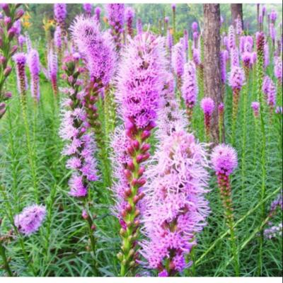 China Beautiful bulk sale raw Dense Gayfeather seeds Blazing star purple flowers for sale for sale