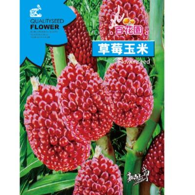 China Cute mini edible red strawberry corn seeds for planting 100pcs for sale