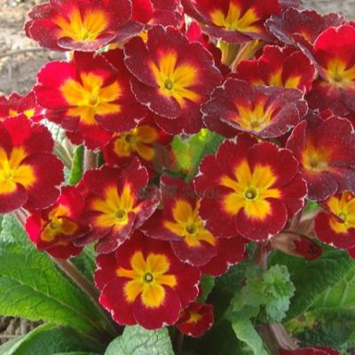 China 100g Ornamental flower Primula malacoides seeds fairy primrose seeds for planting for sale