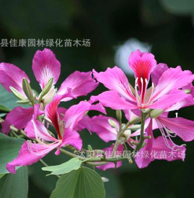 China 1000g bulk sale pink Bauhinia Variegata seeds landscape orchid tree mountain ebony seeds for sale