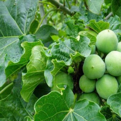 China New ripe bulk loose Jatropha curcas seeds physic nut Barbados nut for planting for sale