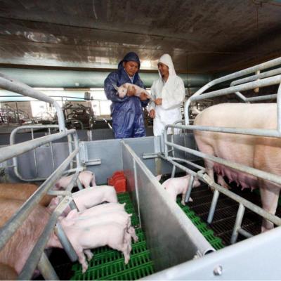 中国 Pig Farm Accessories Sow Delivery Cage For Farrowing Galvanized Steel 販売のため